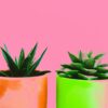 Vibrant succulents in orange and green pots against a vivid pink backdrop.
