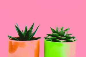 Vibrant succulents in orange and green pots against a vivid pink backdrop.