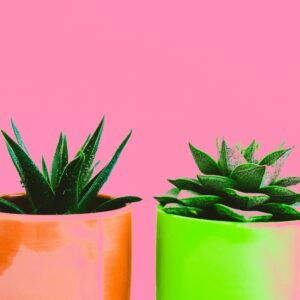 Vibrant succulents in orange and green pots against a vivid pink backdrop.