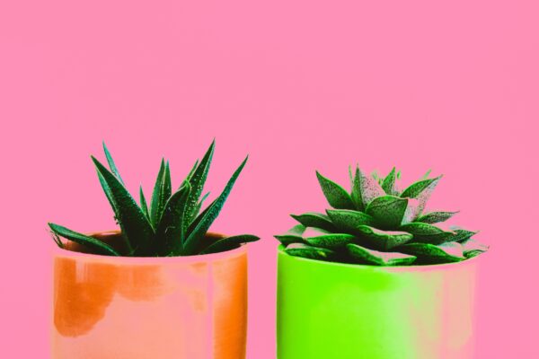 Vibrant succulents in orange and green pots against a vivid pink backdrop.